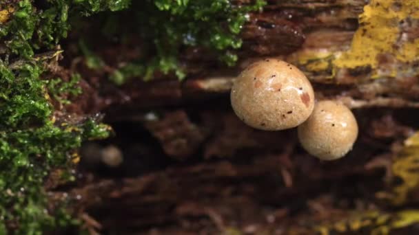 Macro Cogumelos Florestais Com Gota Chuva — Vídeo de Stock