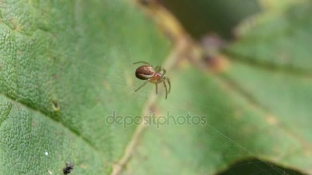 Spider net in the forest — Stock Footage Spider Net Forest Stock Video