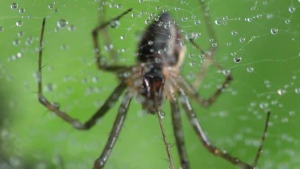 Spider Net Uit Het Slowaakse Bos — Stockvideo