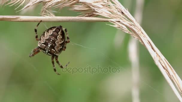 Spider net ze slovenských lesů