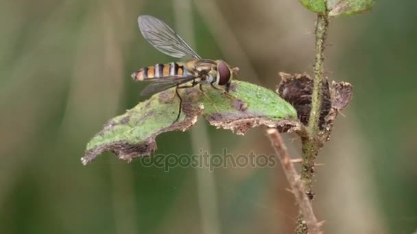 Abeja Miel Hoja — Vídeo de stock