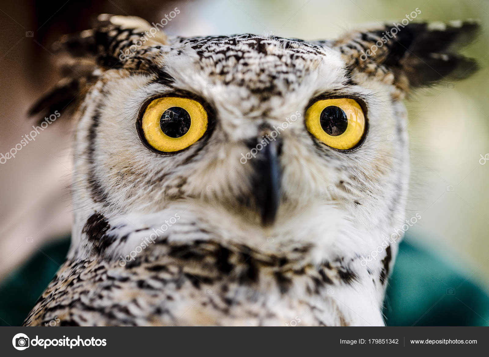 Owl Yellow Eyes Stock Photo by ©eriktomasak 179851342