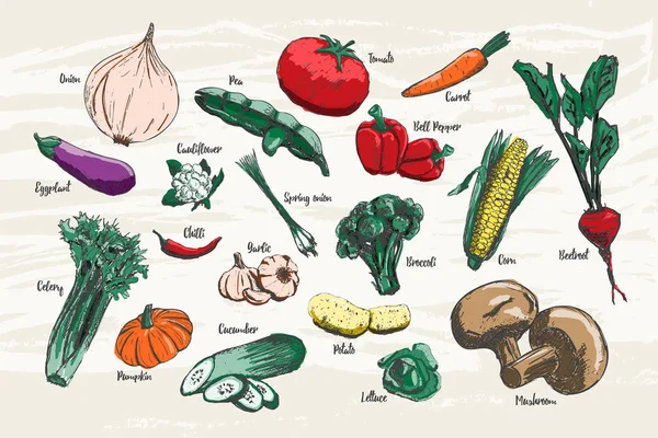 Conjunto de mano vegetal dibujado con colores y nombre . — Archivo Imágenes Vectoriales