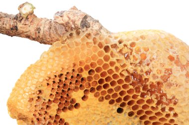 Arı kovanı closeup Stick.