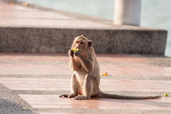 Singe de la rue assis et manger . — Photo