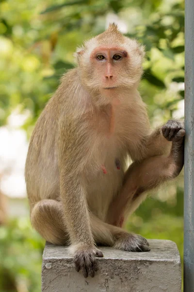 Singe, macaque mangeur de crabe, assis et regardant autour . — Photo
