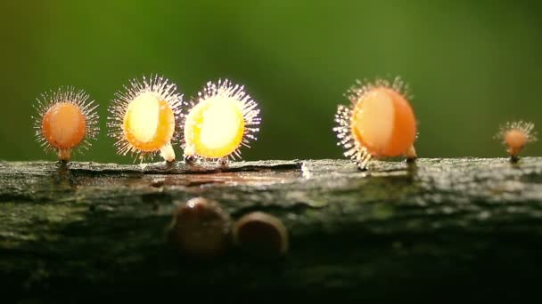 Paddestoel met waterdruppel en het verplaatsen van de vlek licht. — Stockvideo