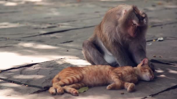 Małpa, szukając kleszcza w skórze kota. — Wideo stockowe