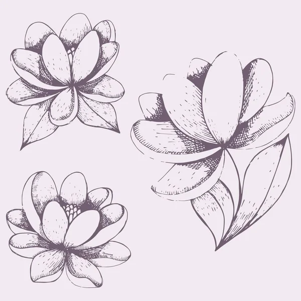 Ensemble d'illustrations florales vectorielles. Dessin manuel . — Image vectorielle