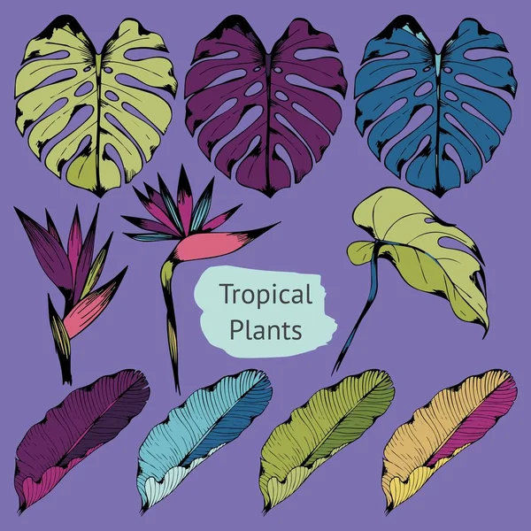 Coloridas plantas tropicales. Conjunto de ilustraciones vectoriales con ramas tropicales. Dibujo manual — Vector de stock