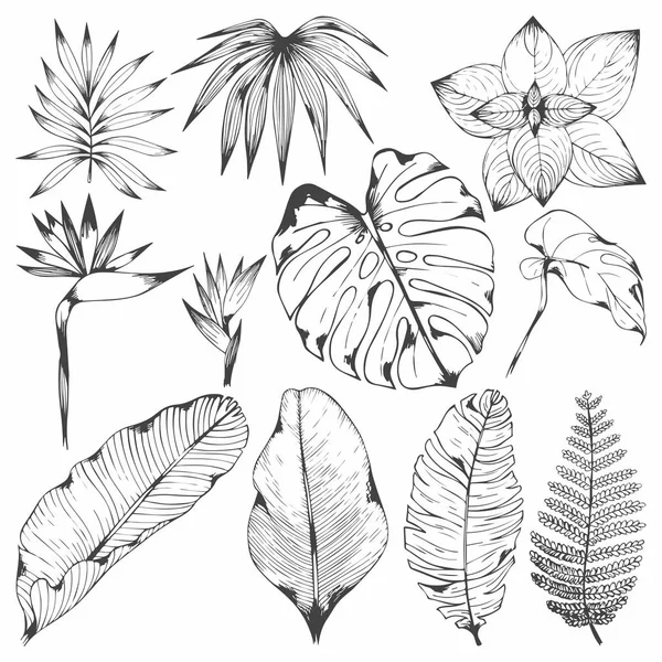 Tropische planten. Set van vectorillustraties met tropische takken. Hand tekenen voor ontwerp — Stockvector