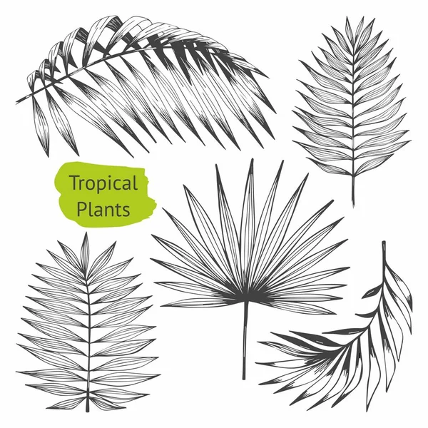 Тропічні рослини. Набір векторних ілюстрацій з тропічними гілками. Креслення рук для дизайну — стоковий вектор