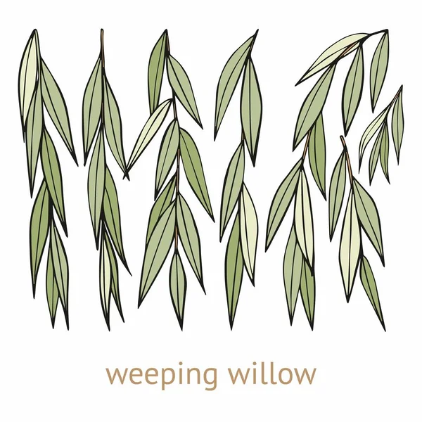 Weeping willow. Hand drawing. Set of vector illustrations — Stock Vector