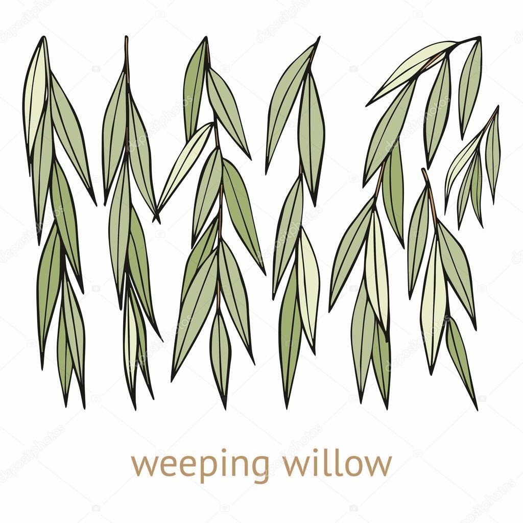 Weeping willow. Hand drawing. Set of vector illustrations