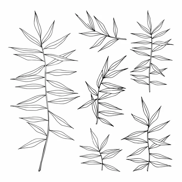 Sada vektorových ilustrací s bylinkami — Stockový vektor