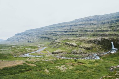 Yakın çekim otlar çiy ile