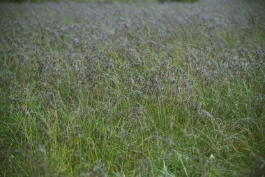 Yakın çekim otlar çiy ile