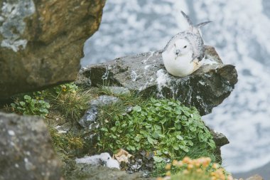 Martı civciv ve İzlanda'daki kayada büyük martı