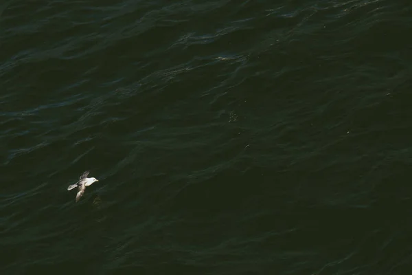 Une mouette qui vole dans le ciel — Photo