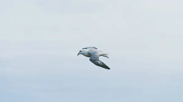 En fiskmås, sväva på himlen — Stockfoto