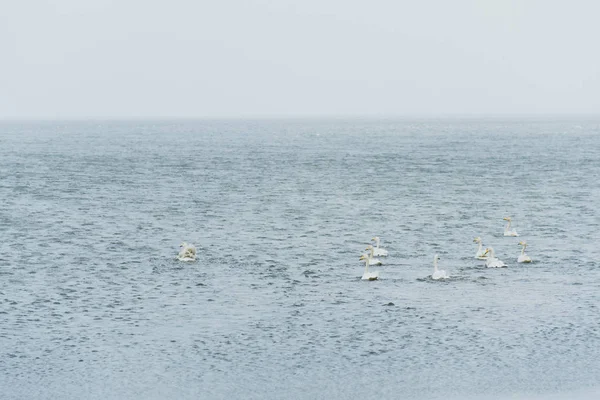 Стая лебединых дев в океане — стоковое фото