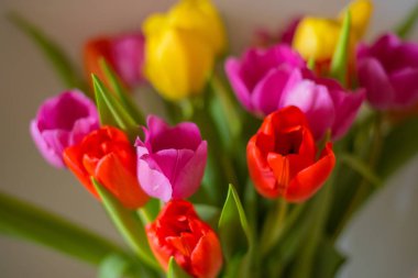 Kırpma yolu ile bej arka planda izole lale buket.