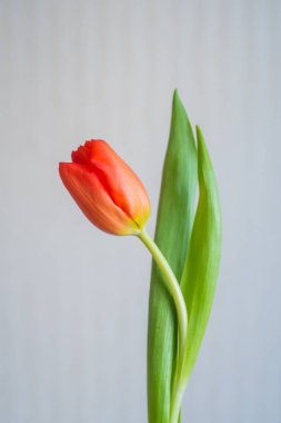 Kırpma yolu ile beyaz arka planda izole edilen tek lale.