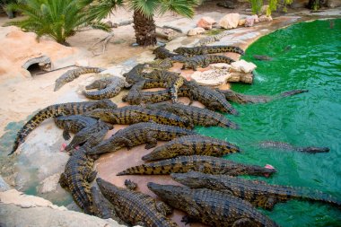 Birçok timsah çiftliğinde Tunus