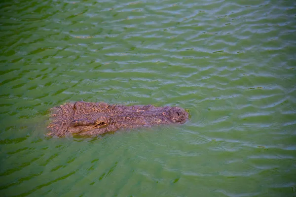 Crocodiles in green water at Crocodile Farm in Tunisia. — Stock Photo, Image