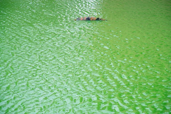 Cocodrilos en agua verde en Crocodile Farm en Túnez . — Foto de Stock