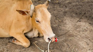 Yatan, inek savaşçı boğa savaşçısı