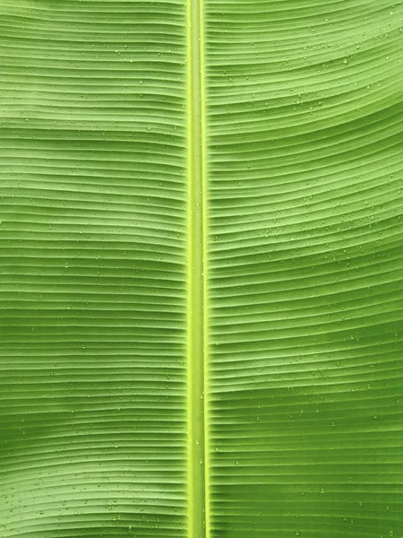 Banana leaf background textured