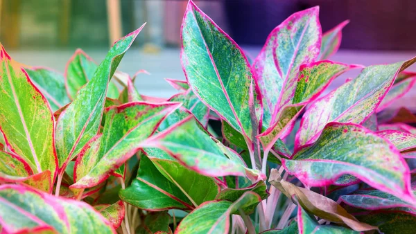 Indah dari Cina Evergreen, Aglaonema Plant — Stok Foto