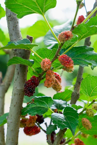 Dut ağacı üzerinde