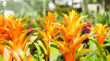 Bromeliad çiçek, Guzmania
