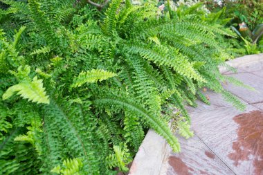 Eğreltiotları bahçede