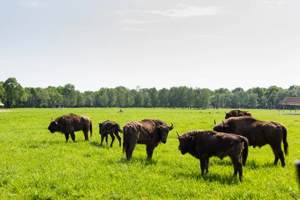 Zubr - belarussion bison in green field. — Stock Photo, Image