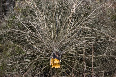 Sonra orman fırtınada düşmüş Noel ağacının dalları