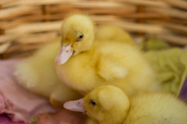 Cute young duckling, on start of their live. — Stock Photo, Image