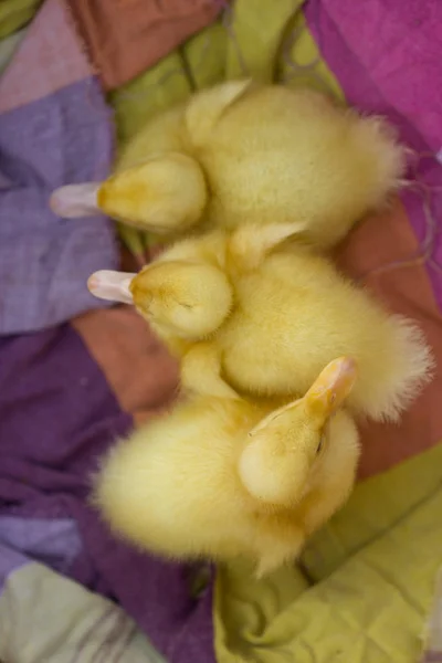 Cute young duckling, on start of their live. — Stock Photo, Image