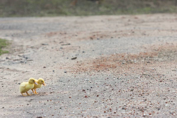 Twee kleine eendje lopen op de weg — Stockfoto