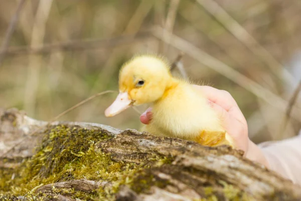 Cute young duckling, on start of their live. — Stock Photo, Image