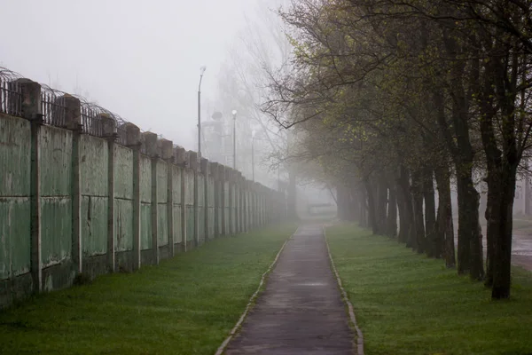 Alley covered with fog with trees on one side. — Stock Photo, Image