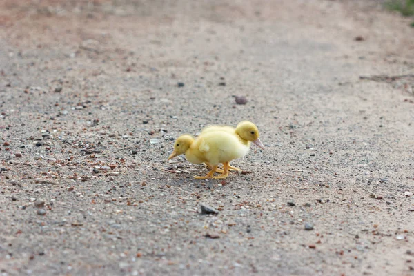 Два маленьких утёнка идут по дороге — стоковое фото