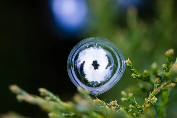 Bubblor fångad på grenar av grön buske — Stockfoto