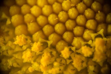 Çiçek, sarı pistils ve stamens aşırı makro fotoğrafçılık 