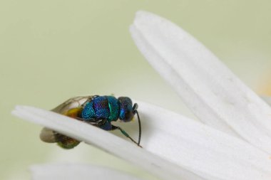 Guguk kuşu Yaban arıları veya zümrüt eşekarısı yakın fotoğraf.