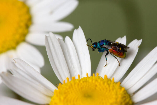 Close photo of  cuckoo wasps or emerald wasps.