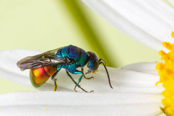 Close photo of  cuckoo wasps or emerald wasps.