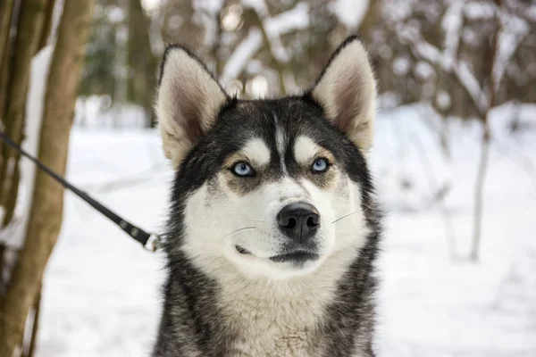 Husky breed dog portrait in winter — Stock Photo, Image